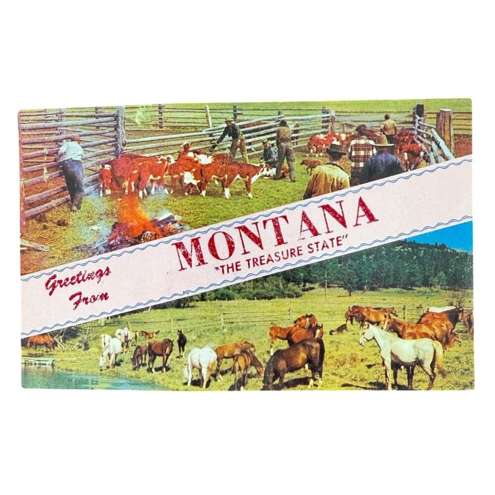 Vtg Montana Postcard Greetings Treasure State Cattle Horse Ranch 1950s Rembrandt